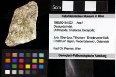 Foto (Objket + Etiketten) von Decapoda indet. 